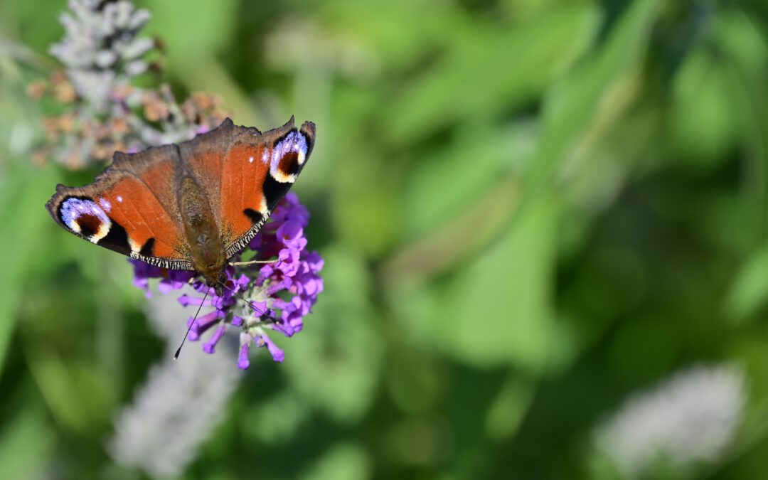 Wer bin ich – und wie werde ich, wer ich bin?