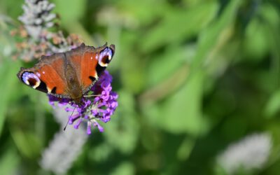 Wer bin ich – und wie werde ich, wer ich bin?